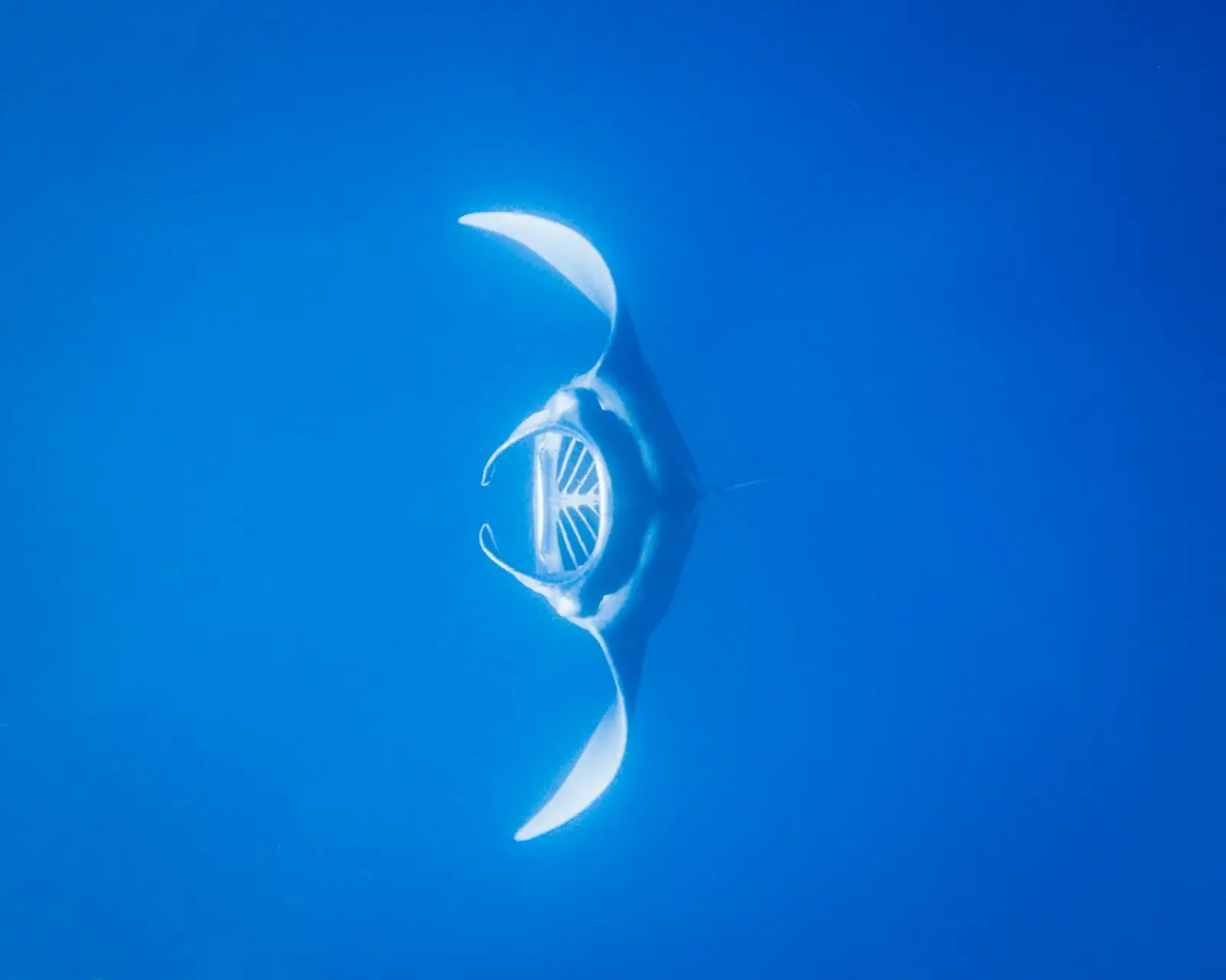 Manta ray gliding overhead in deep blue water