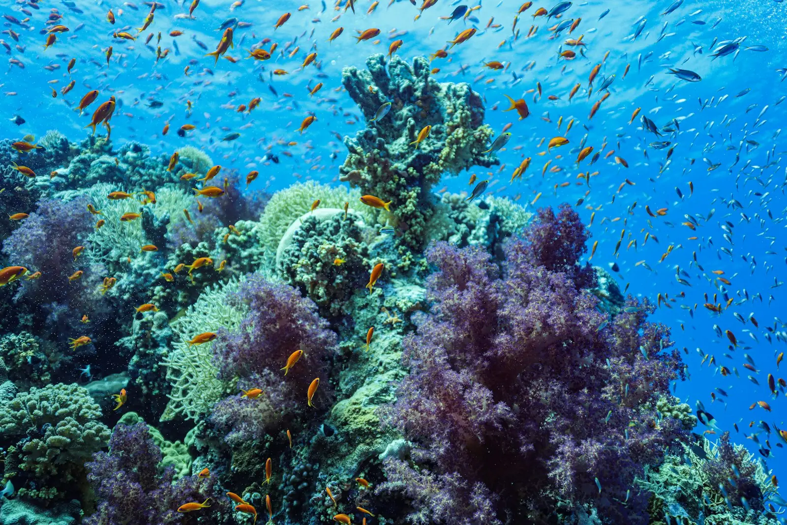 Soft coral reef crowded with reef fish
