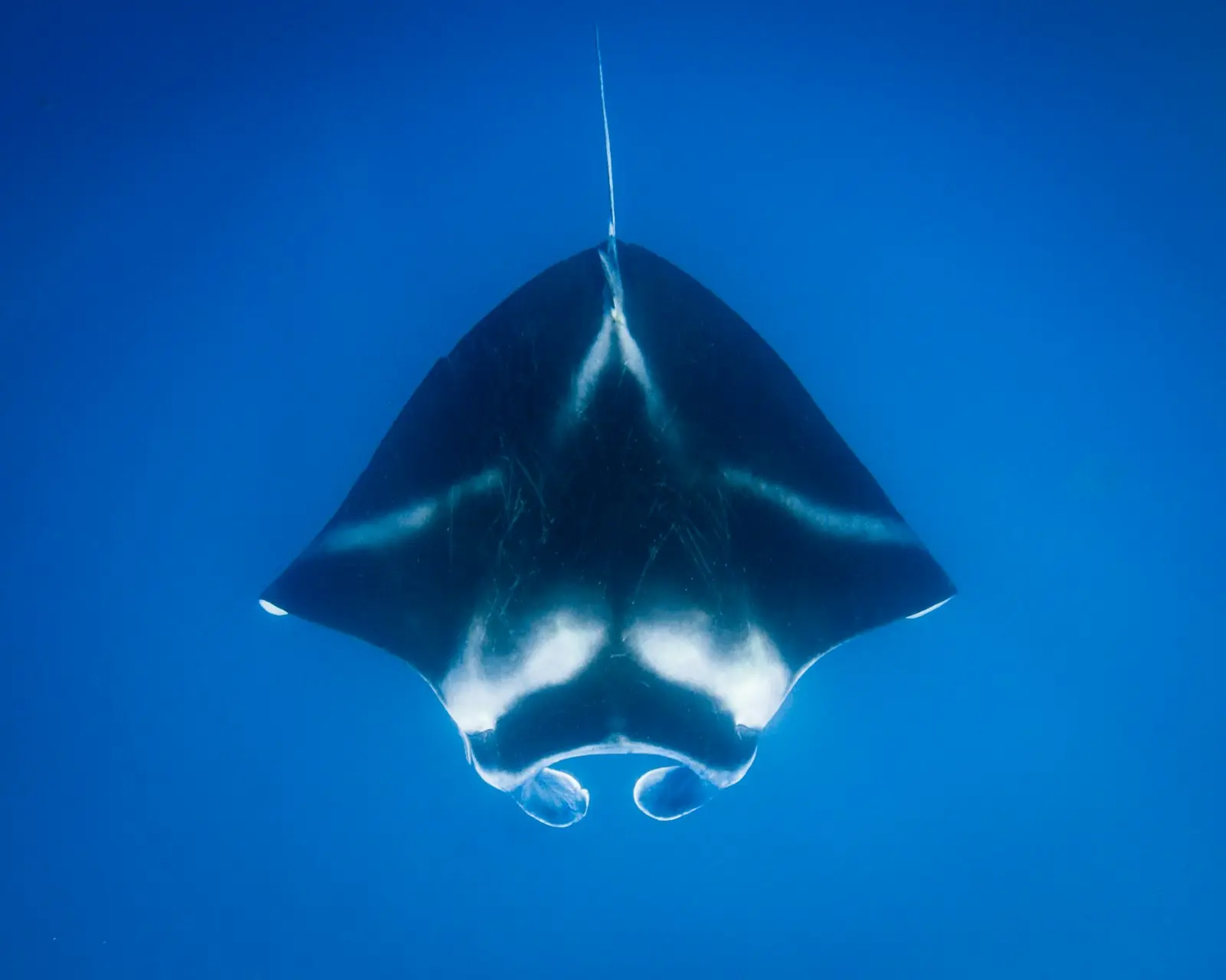 Manta ray seen from below against the surface
