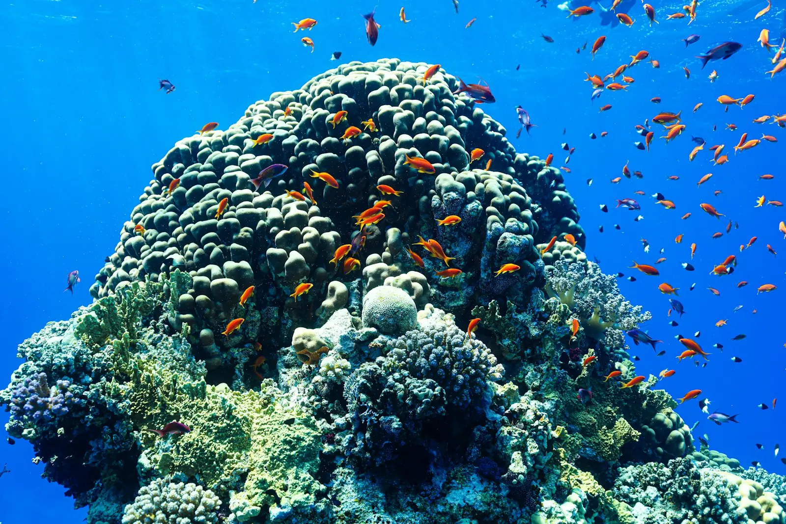 Coral bommie swarming with anthias
