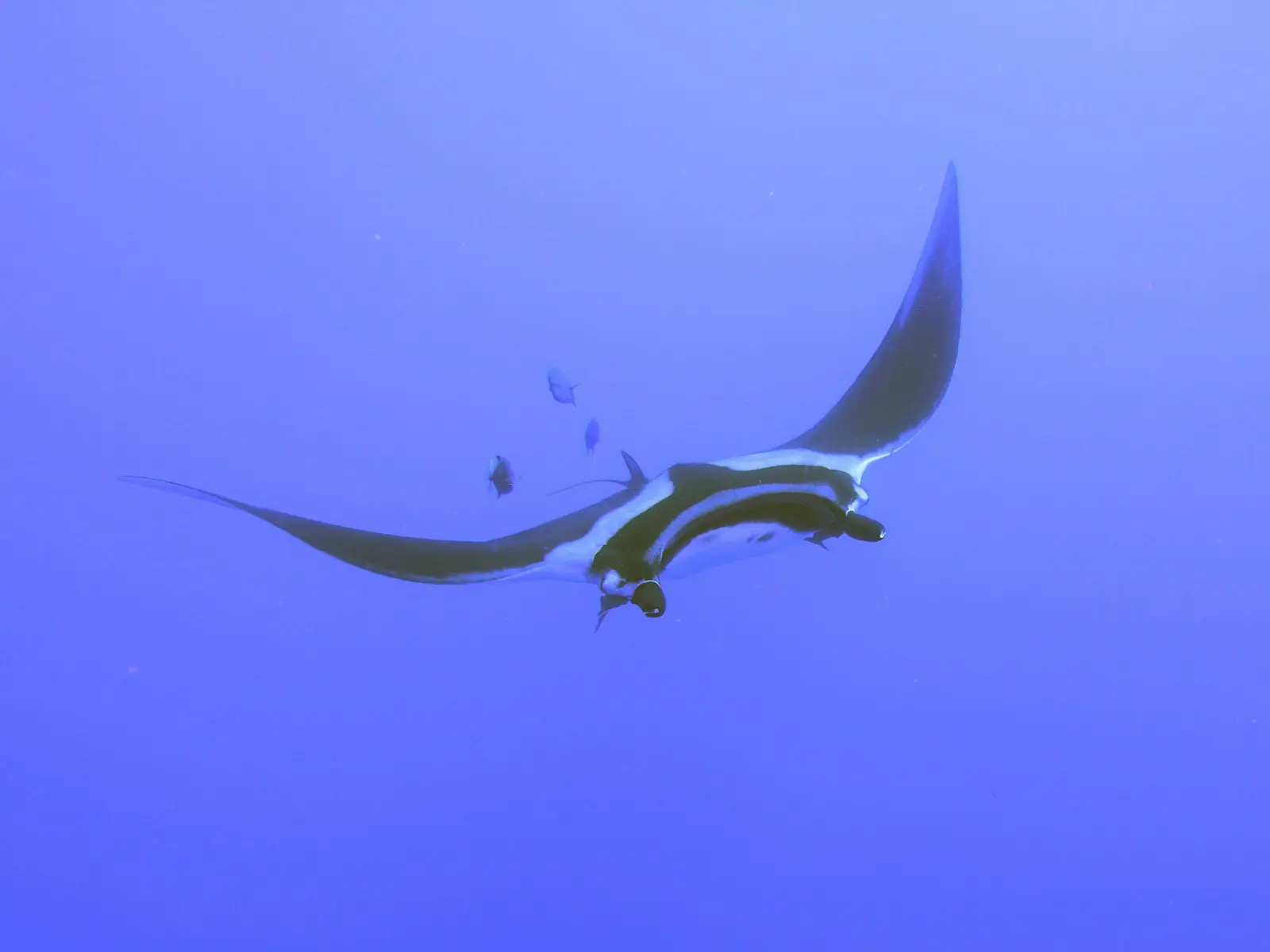 Manta ray banking through open water