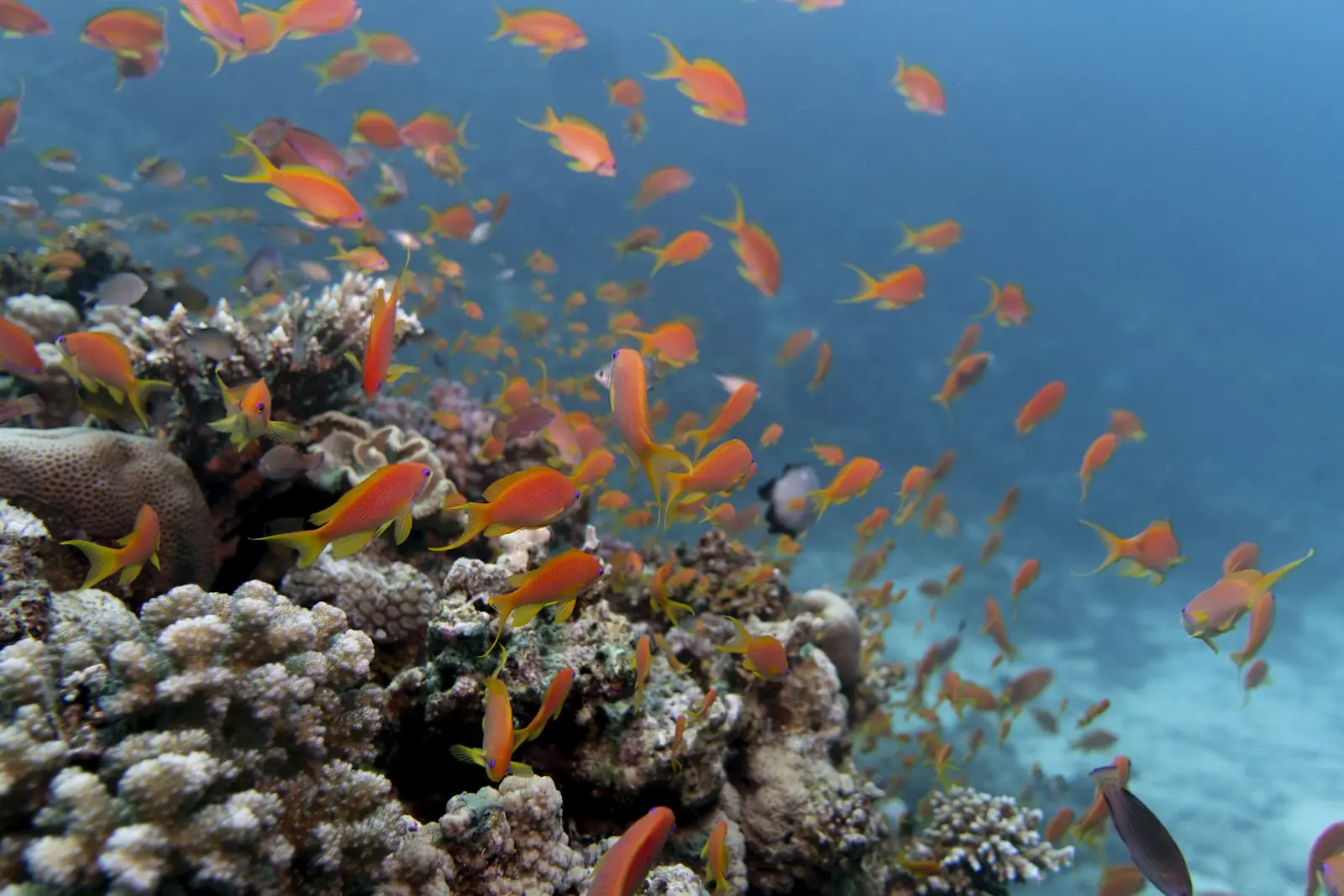 Hard corals and orange anthias on a healthy reef