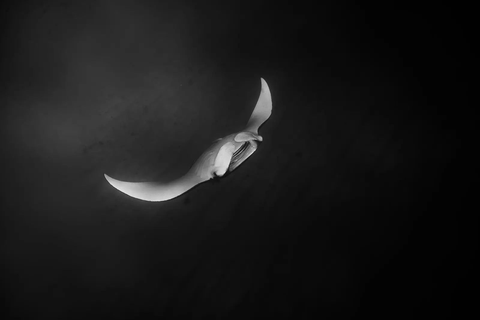 Manta ray in black and white