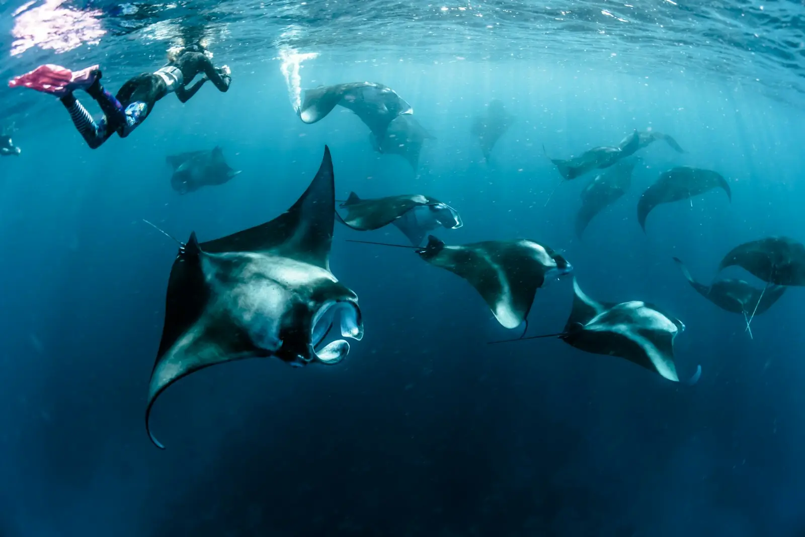 Snorkellers swimming alongside manta rays
