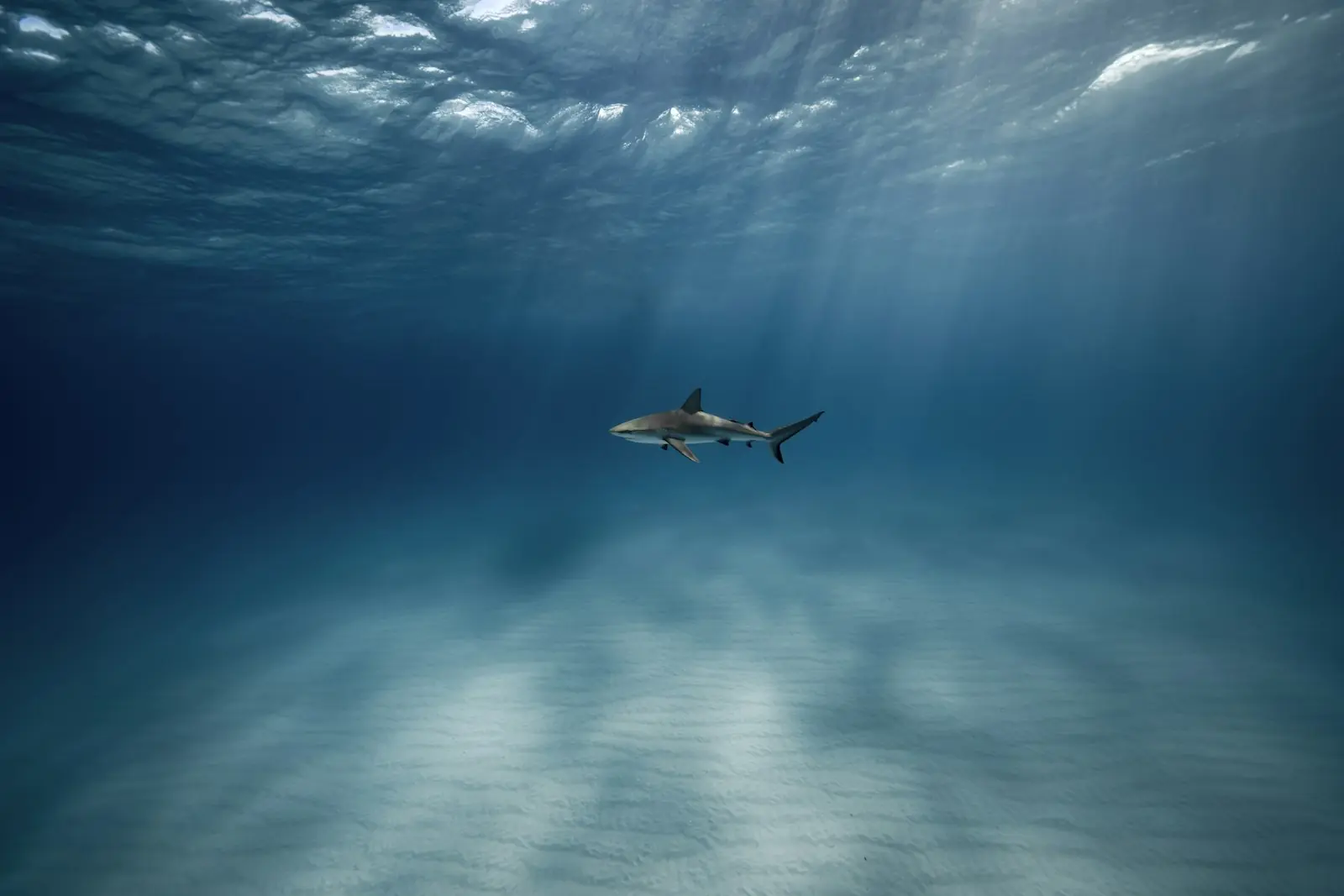Shark silhouetted in deep blue water