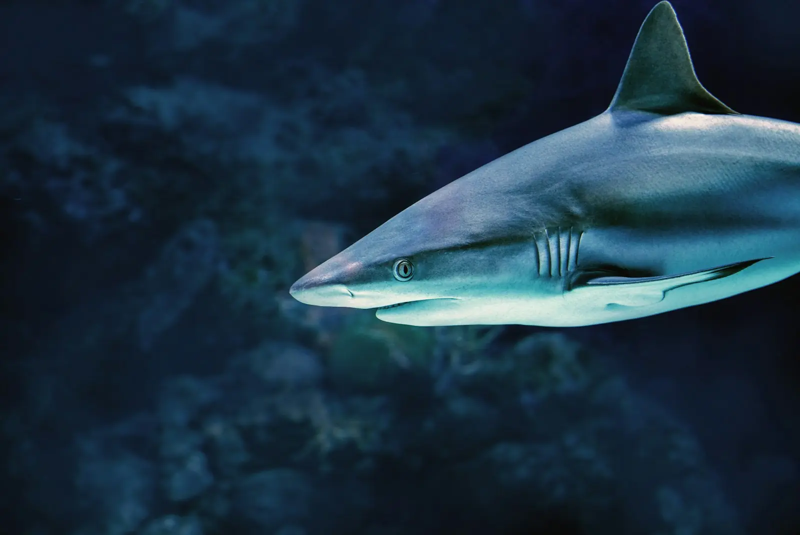 Reef shark cruising close to the camera