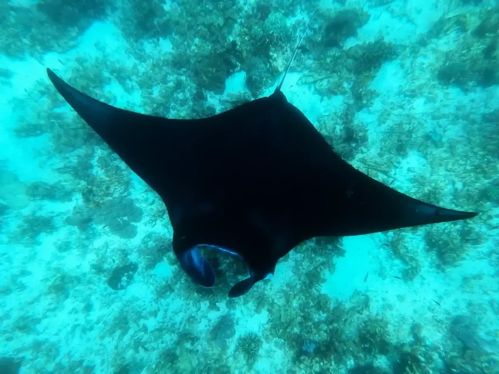 Manta Ray Diving in Komodo (From Lombok or Labuan Bajo)