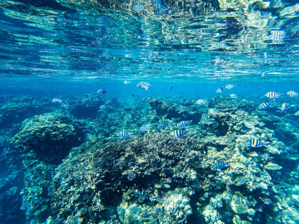 Bali to Komodo Diving Cruise (via Lombok & Sumbawa)