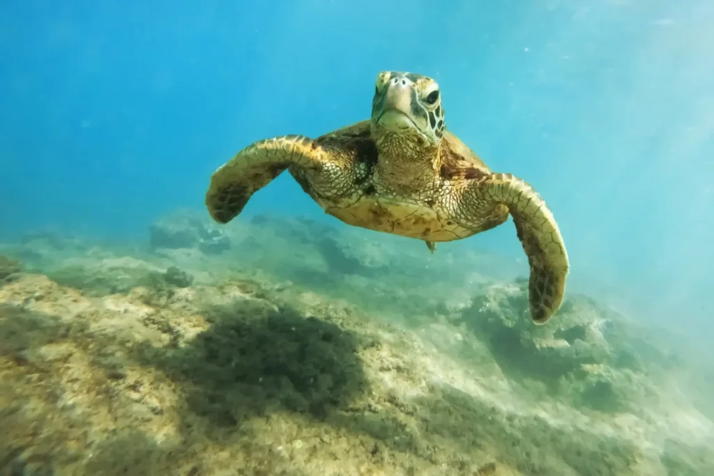 Diving with Turtles in the Gili Islands