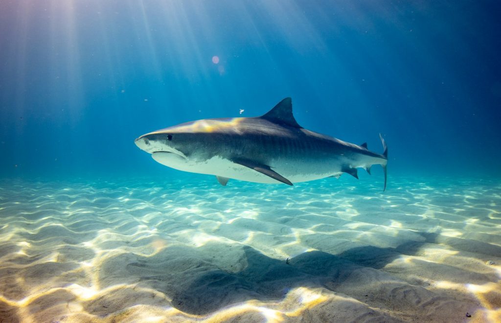 Hammerhead Diving at Belongas Bay & The Magnet (Lombok)