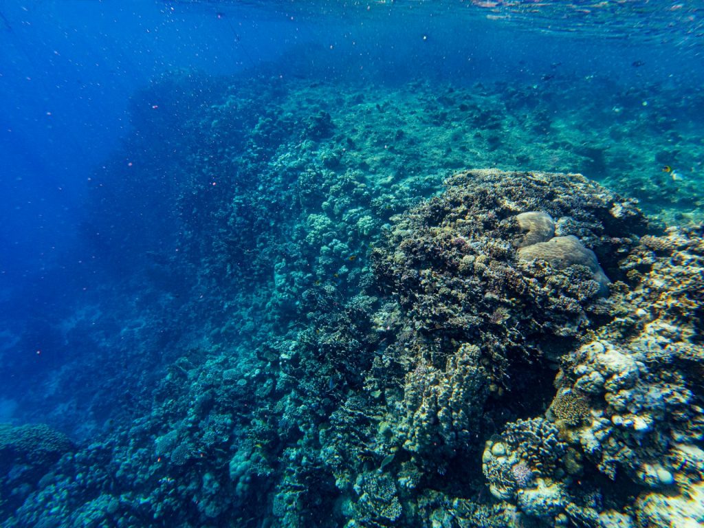 Underwater coral reef teeming with life