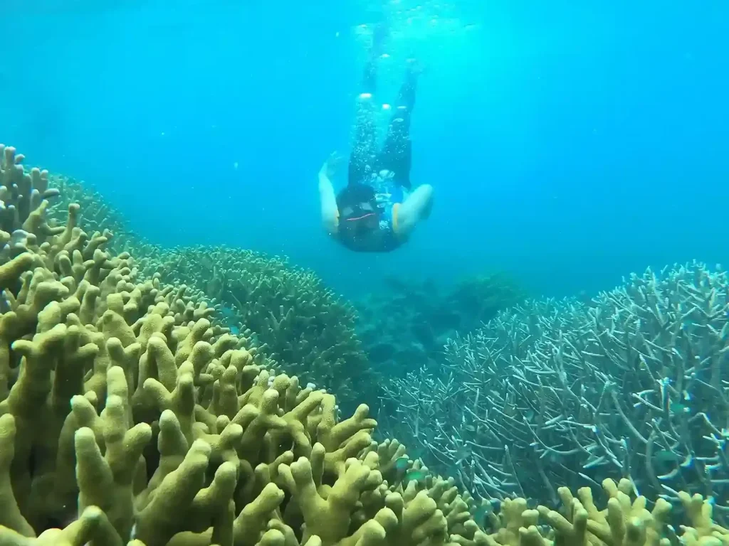 Diving in Lombok for Beginners: A First-Timer’s Guide