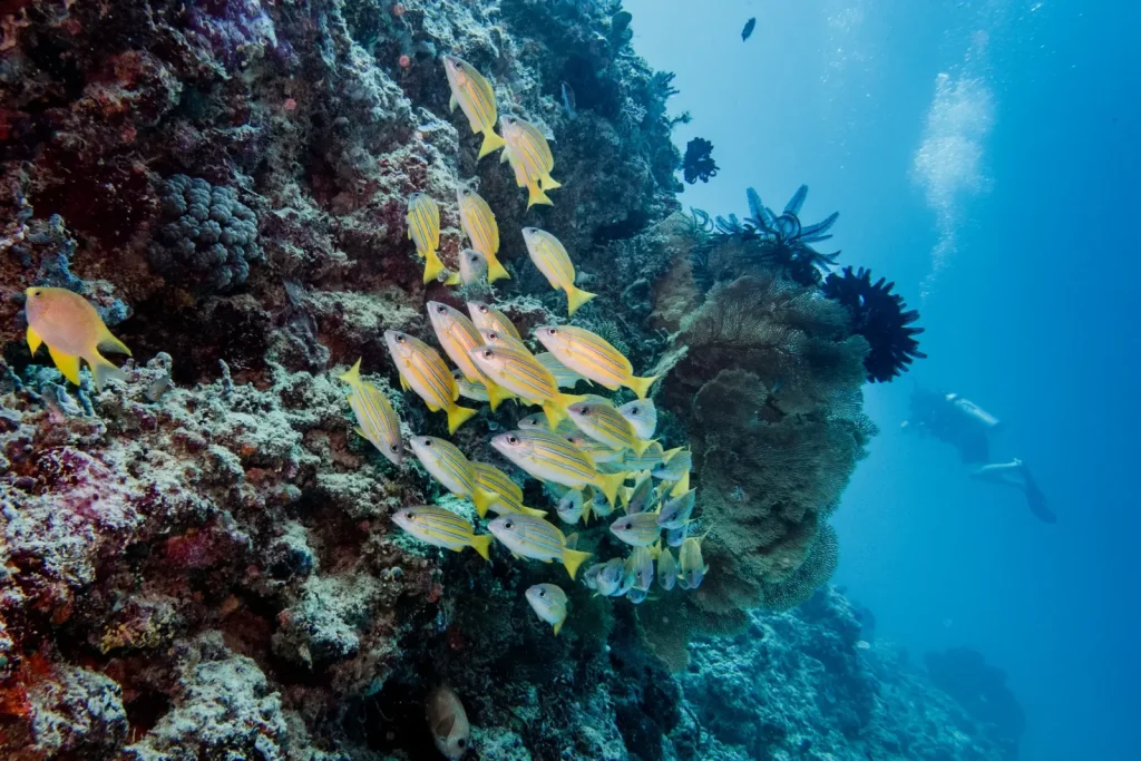 Lombok vs Gili Islands Diving: Where Should You Dive?