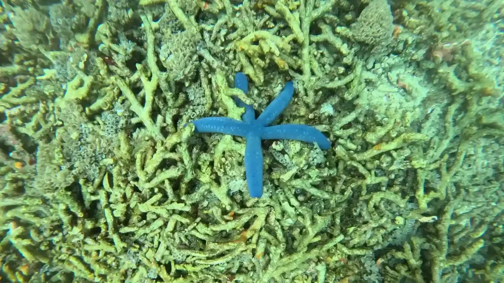 Community Diving Conservation in Lombok: Local Involvement and Efforts