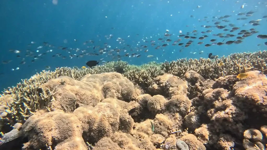 Exploring the Diversity of Coral Reefs in Lombok