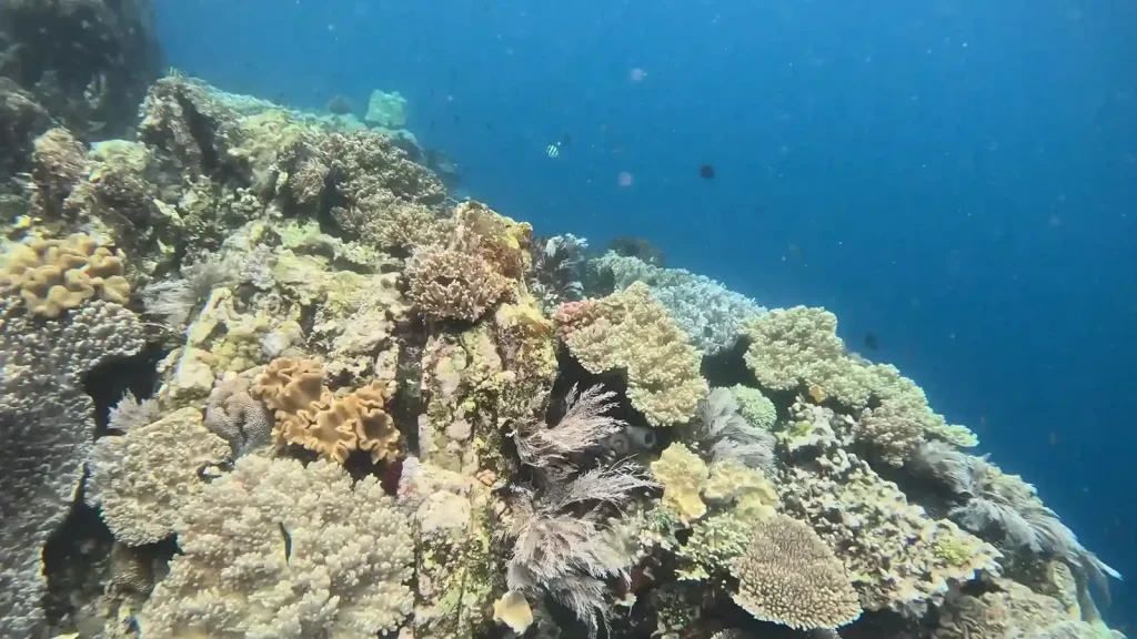 How Climate Change Is Affecting Lombok’s Marine Life