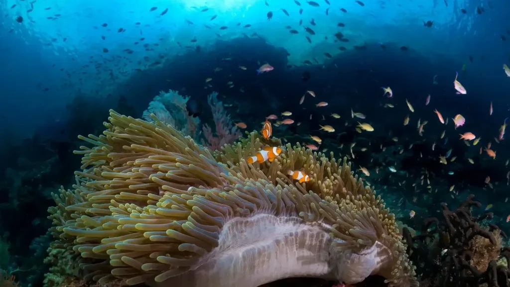 Marine Species Lombok Diving: Discover Top Ocean Residents
